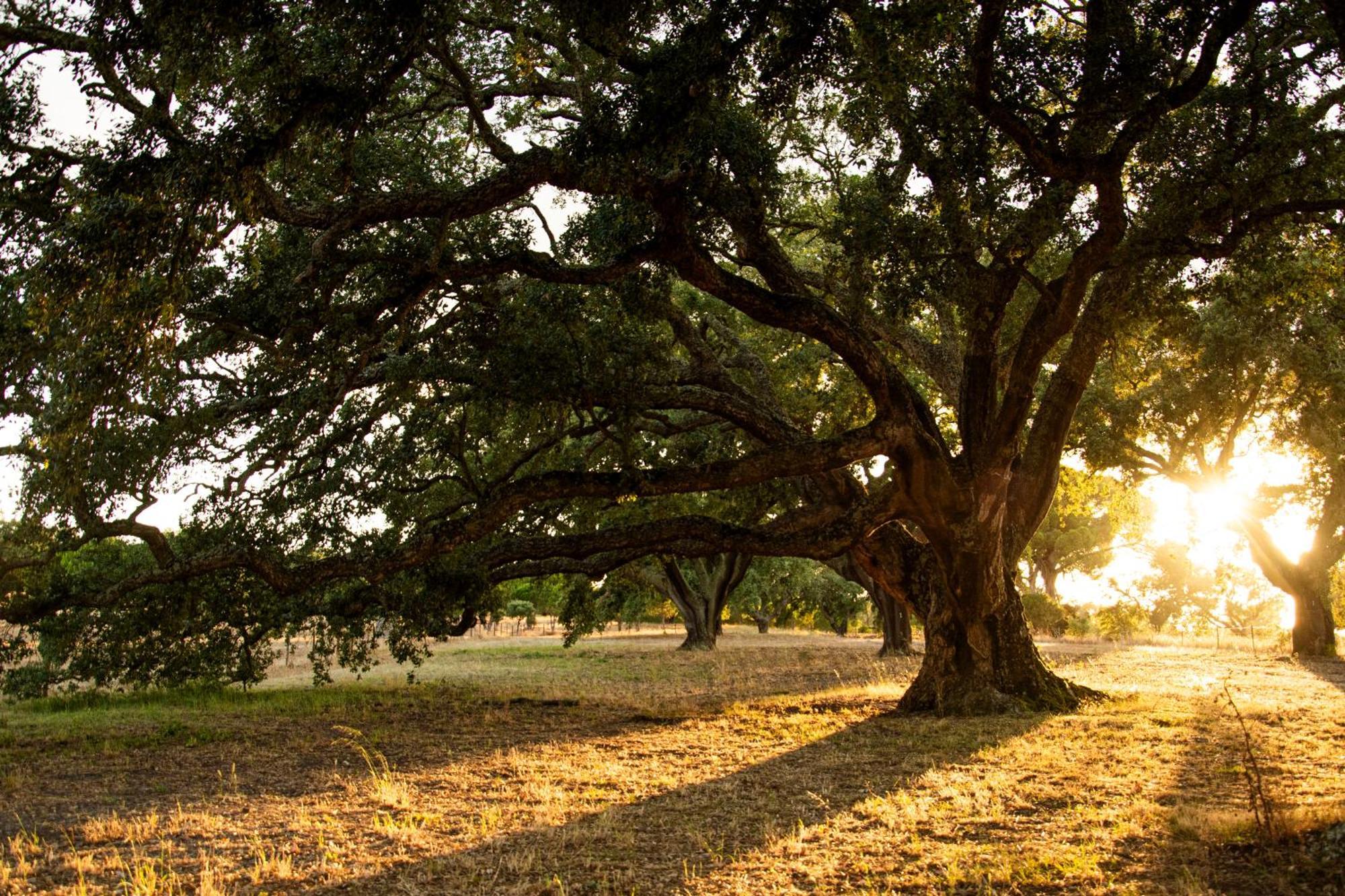 Herdade Das Barradas Da Serra Grandola Luaran gambar