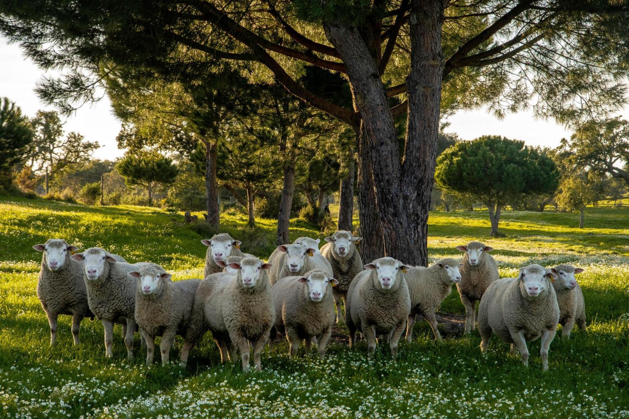 Herdade Das Barradas Da Serra Grandola Luaran gambar