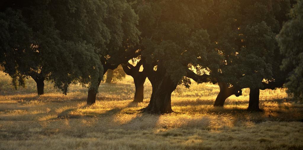 Herdade Das Barradas Da Serra Grandola Luaran gambar